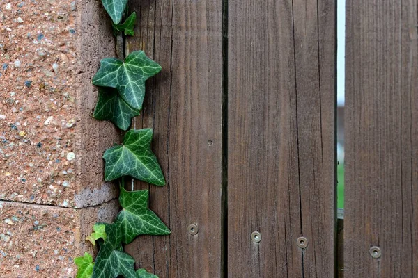 Ivy Listí Roste Dřevěném Betonovém Plotě Zelené Listy Horolezecké Rostliny — Stock fotografie