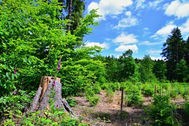 Ormandaki çayır, ağaç kütüğü, çiçekler ve bulutlu gökyüzü. Rahatlayın ve ormanda dinlenin..