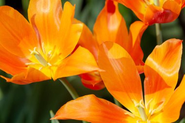 Bahçedeki renkli çiçekler.