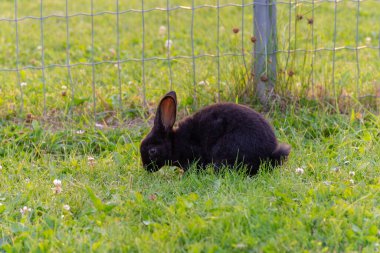 Çimenlikteki tavşan