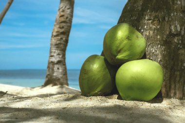 Palmiye ağaçları olan ada tatil beldesi