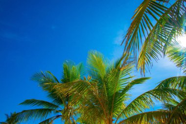 Yazın gökyüzünün altında, sahilde palmiye ağaçları