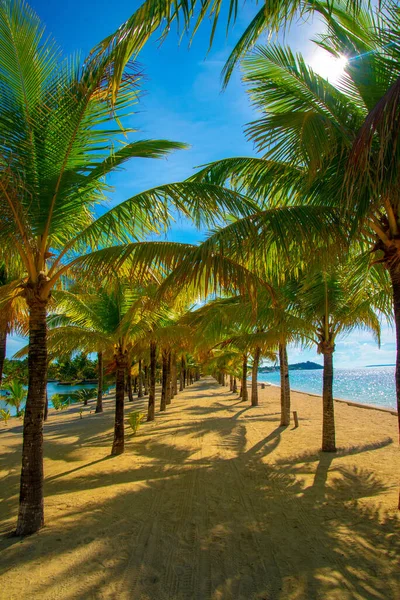 Palm Trees Beachunder Summer Sky — Stock Photo, Image