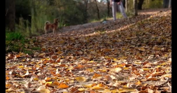 Mischlingshund Läuft Einem Herbsttag Mit Orangefarbenen Blättern Auf Dem Boden — Stockvideo