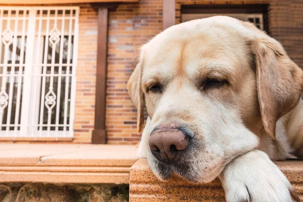 Amarelo Labrador Retriever Dormindo Chão — Fotografia de Stock