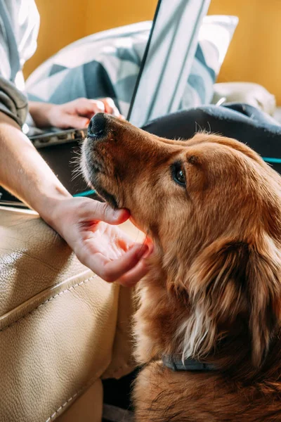 Primo Piano Della Mano Una Donna Che Accarezza Suo Cane — Foto Stock