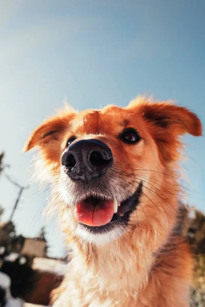 Primo Piano Del Muso Cane Randagio Sulla Neve Concetto Animale — Foto Stock