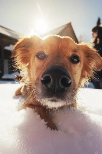 Gros Plan Chien Bâtard Sur Neige Avec Soleil Derrière Concept — Photo