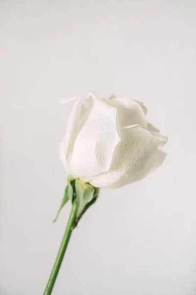 A white rose with a green stem on a white background