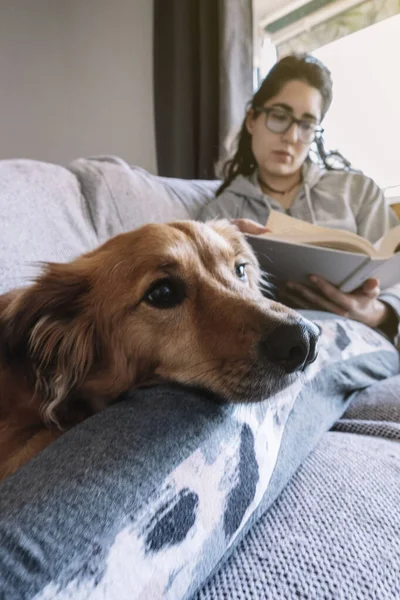 Primer Plano Perro Apoyado Dueño Que Lee Libro Concepto Relajante — Foto de Stock