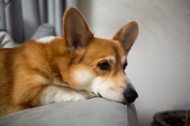 Gri kanepede uzanmış tatlı Geyik beyazı Corgi Pembroke var.