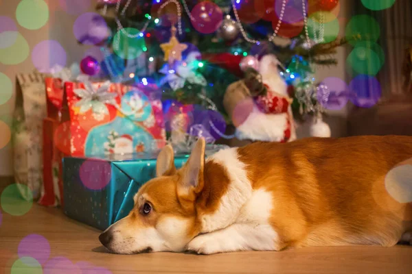 Ginger White Welsh Corgi Pembroke Lying Christmas Tree Gifts — Stock Photo, Image