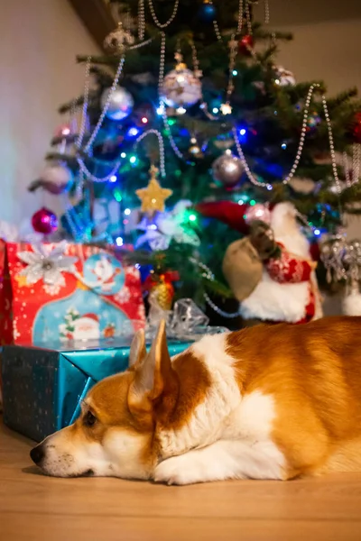 Ginger Biały Walijski Corgi Pembroke Leży Pod Choinką Prezentami — Zdjęcie stockowe