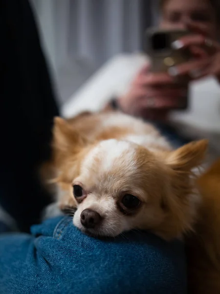 Draguta Ghimbir Alb Chihuahua Culcat Proprietarii Picioare Blugi Albastri — Fotografie, imagine de stoc