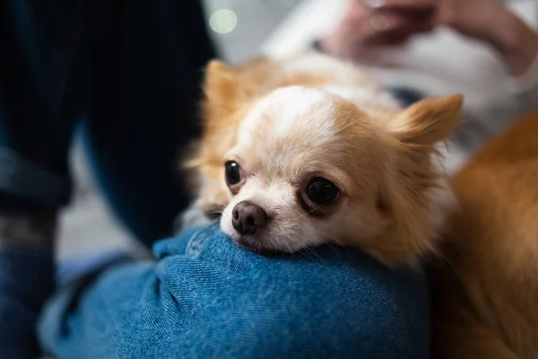 Mignon Gingembre Blanc Chihuahua Couché Sur Les Jambes Des Propriétaires — Photo