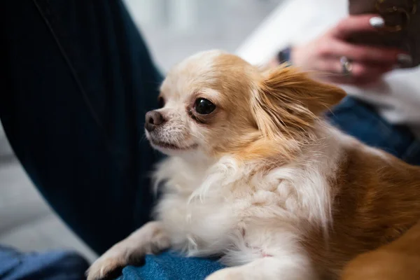 Sevimli kızıl beyaz chihuahua kot pantolonla sahibinin bacaklarının üzerinde yatıyor.. 