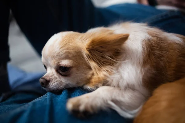Sevimli kızıl beyaz chihuahua kot pantolonla sahibinin bacaklarının üzerinde yatıyor.. 