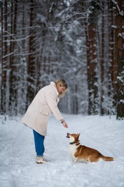 Genç sarışın dişi karlı bir ormanda Galli Corgi Pembroke 'uyla oynuyor..