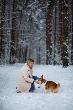 Genç sarışın dişi karlı bir ormanda Galli Corgi Pembroke 'uyla oynuyor..