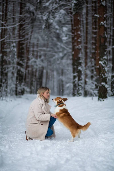 Genç sarışın dişi karlı bir ormanda Galli Corgi Pembroke 'uyla oynuyor..