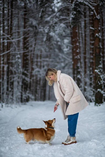 Genç sarışın dişi karlı bir ormanda Galli Corgi Pembroke 'uyla oynuyor..