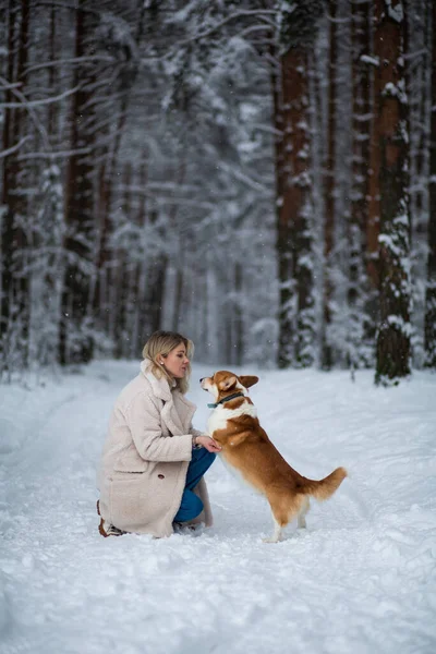 若いですブロンド女性あります遊びますともに彼女のWesh Corgi PbrokeでA冬の雪の森 ロイヤリティフリーのストック画像