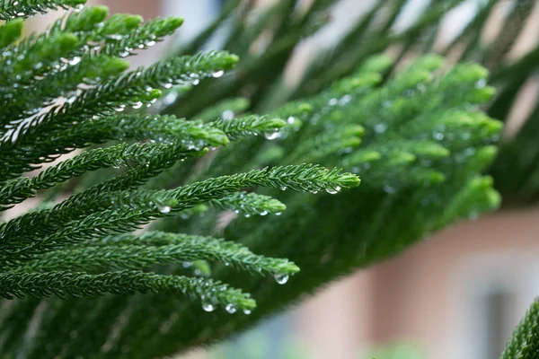 Norfolk island pine blad na regen met druppels — Stockfoto