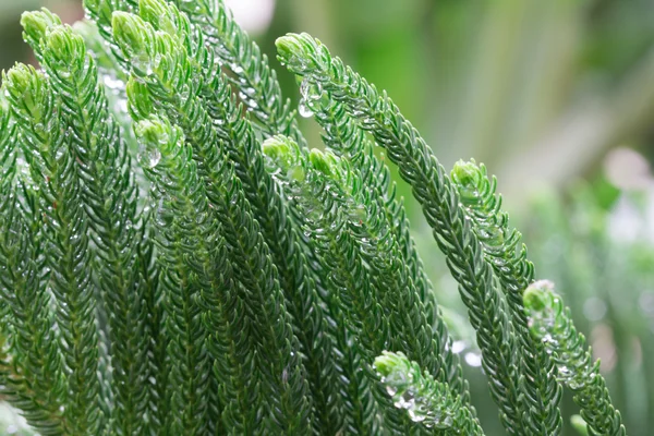 Norfolk island furu blad efter regn med droppar — Stockfoto