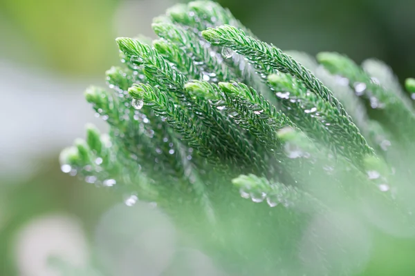 Norfolk island furu blad efter regn med droppar — Stockfoto