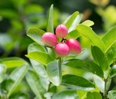 Fresh Super fruit, Carissa carandas