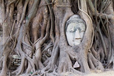 Stone budda head covered by the tree roots at Wat Mahathat, Ayutthaya, Thailand