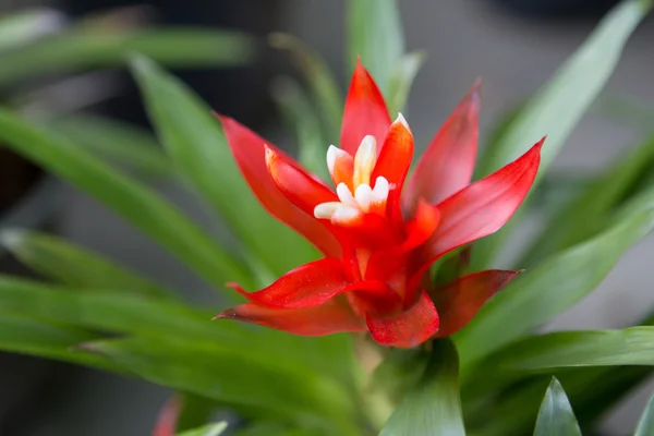 Rode bromelia 's — Stockfoto