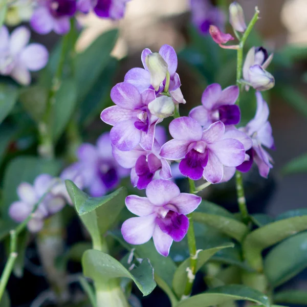 Orquídea violeta na fazenda — Fotografia de Stock