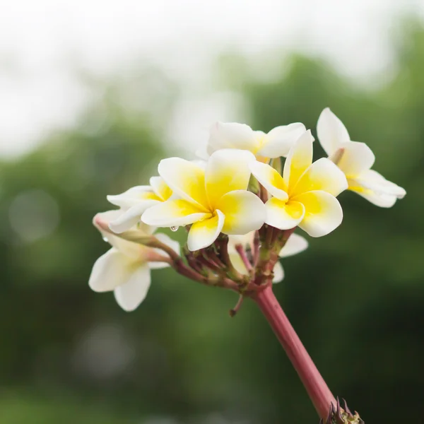 Fiori di Plumeria frangipani — Foto Stock