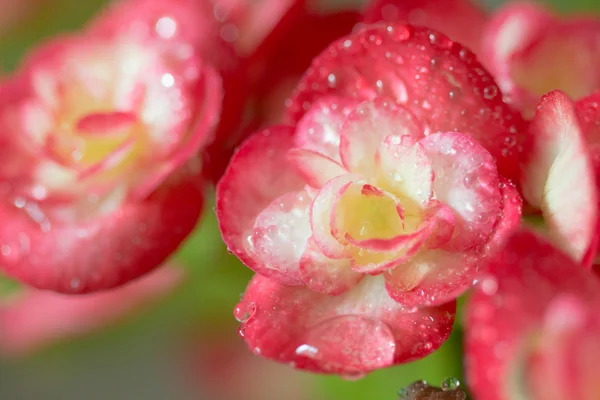 Begonia rossa fiore con goccia d'acqua — Foto Stock