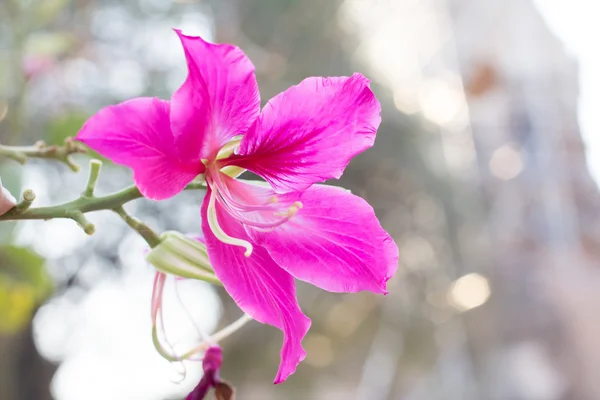 Pink Orchid Tree, Purder — Stock Photo, Image