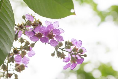 Plumeria frangipani çiçek ağaç üzerinde