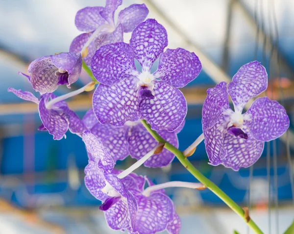 Vanda, orchidea — Foto Stock