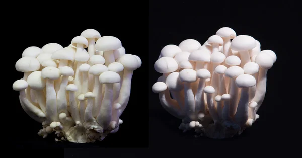 화이트 2 조명 검은 배경에, 봄철 버섯 버섯 — 스톡 사진