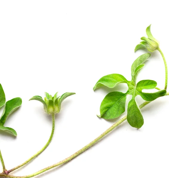 Verde rastejando planta no fundo branco — Fotografia de Stock