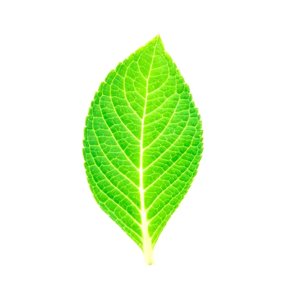 Beautiful shape of green leaf on white background — Stock Photo, Image