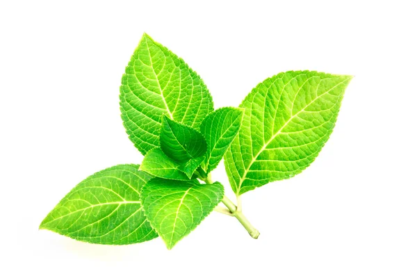 Nepodmíněný skok krásný tvar zelený list — Stock fotografie