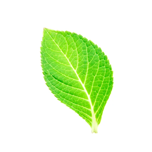 Krásný tvar zelených listů na bílém pozadí — Stock fotografie