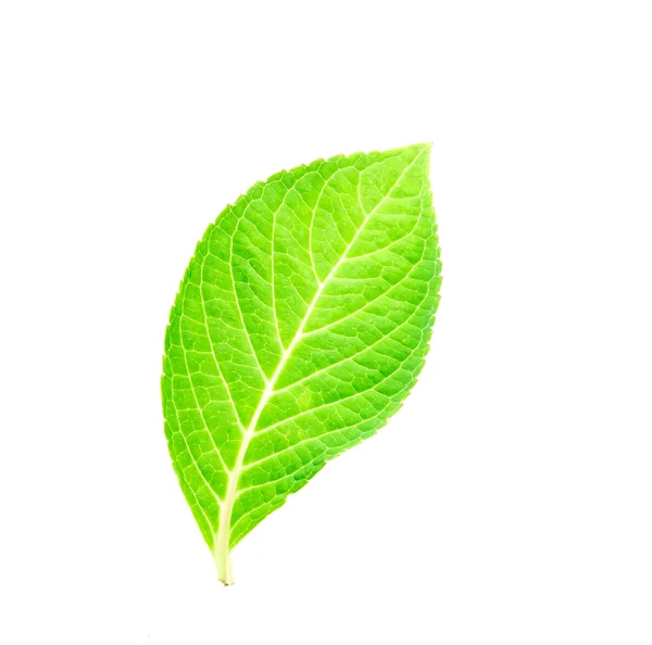 Krásný tvar zelených listů na bílém pozadí — Stock fotografie
