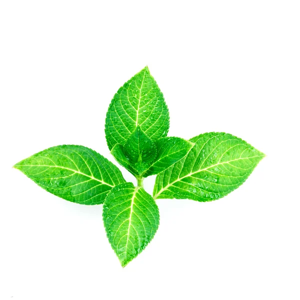 Красива форма гілки мокрого зеленого листя з крапелькою на білому тлі — стокове фото
