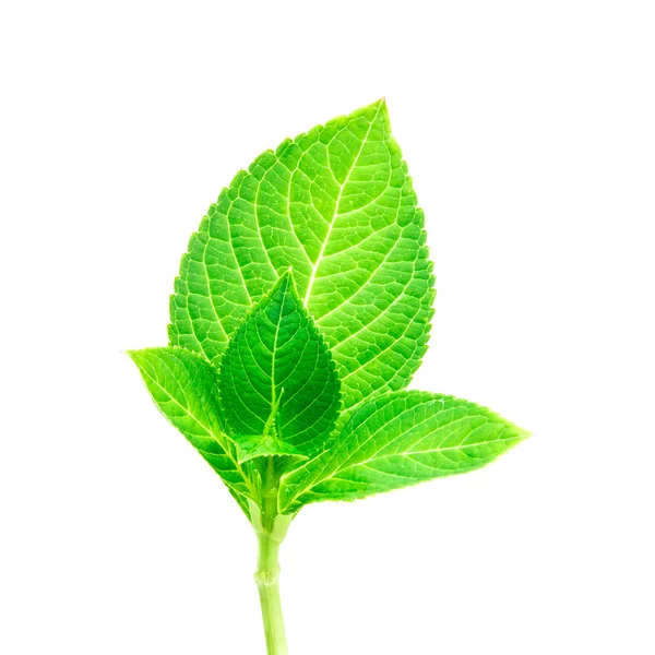 Nepodmíněný skok krásný tvar zelený list — Stock fotografie