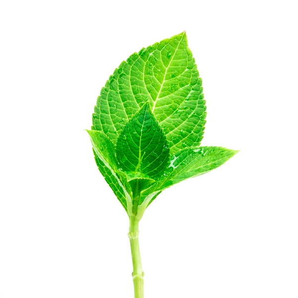 Krásný tvar vlhké zelené listové pobočky s kapičky na bílém pozadí — Stock fotografie