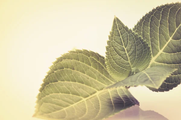 Sépia tom de cor de belo ramo folha verde — Fotografia de Stock
