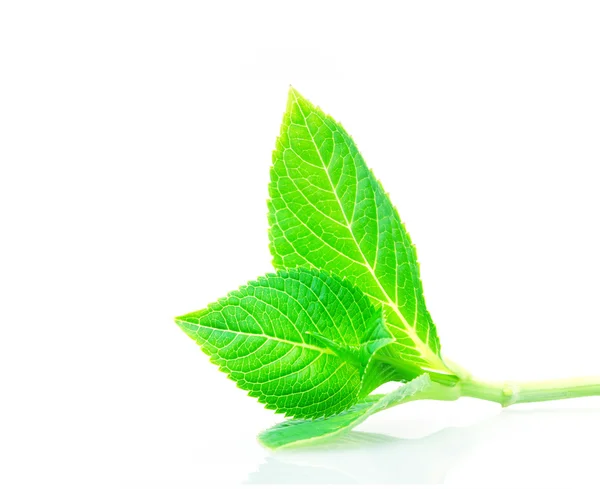 Schöne Form des grünen Blattes auf weißem Hintergrund — Stockfoto