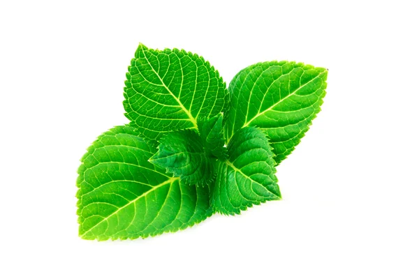 Forma bonita de folha verde no fundo branco — Fotografia de Stock